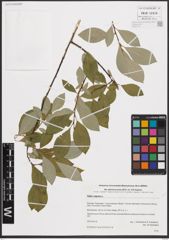 Foto von Salix caprea L.